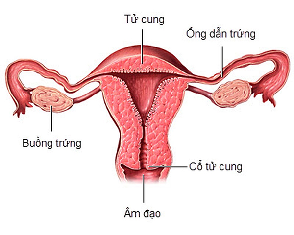 Khi băng vệ sinh dạng cốc đầy, máu kinh sẽ không bị chảy ngược vào trong