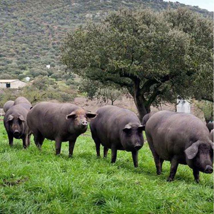 Thịt Heo Muối Corte Noble Paleta Cebo Iberica 70g [Nhập Đức]