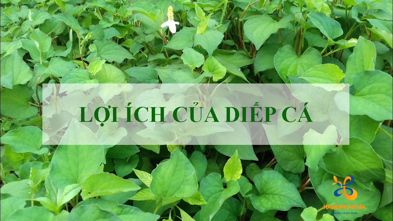 Diếp cá - Loại rau quen thuộc với nhiều tác dụng bất ngờ