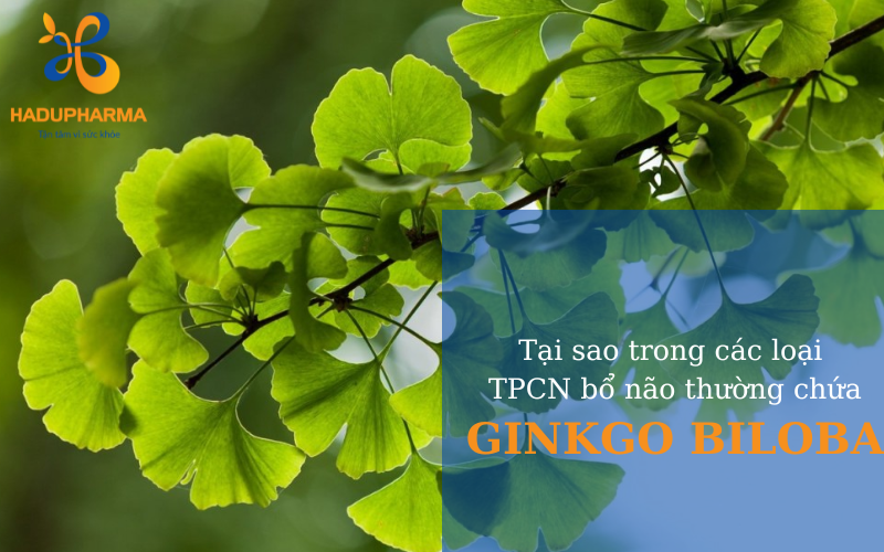 TẠI SAO TRONG THỰC PHẨM CHỨC NĂNG BỔ NÃO CHO NGƯỜI LỚN CẦN CÓ GINKGO BILOBA?