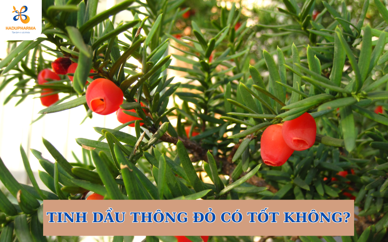 TINH DẦU THÔNG ĐỎ CÓ TỐT KHÔNG? SỬ DỤNG NHƯ THẾ NÀO?