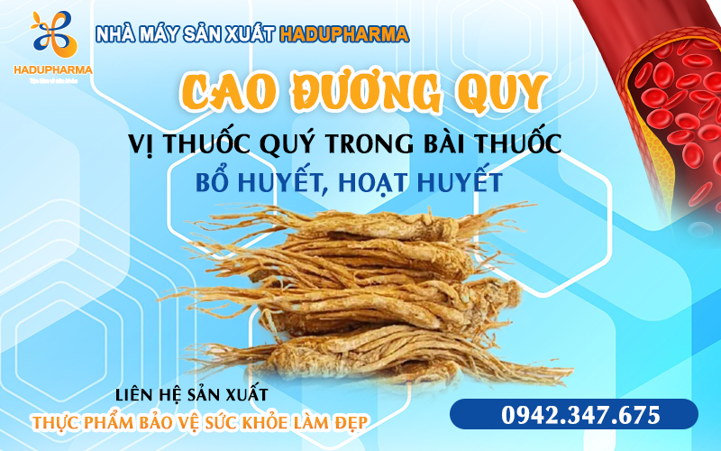 CAO ĐƯƠNG QUY - VỊ THUỐC QUÝ TRONG BÀI THUỐC BỔ HUYẾT, HOẠT HUYẾT!