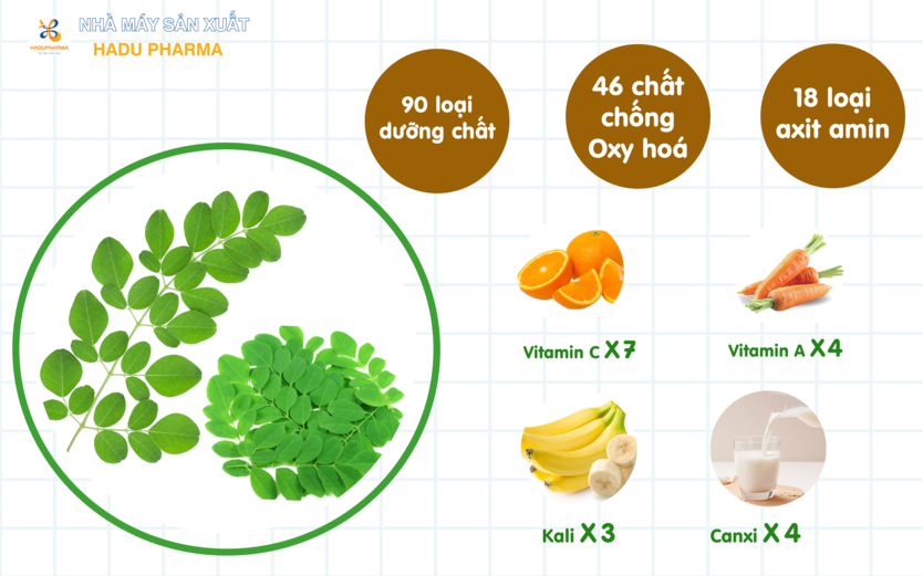 Chùm ngây là thực phẩm giàu dinh dưỡng với hàm lượng gấp nhiều lần so với thông thường