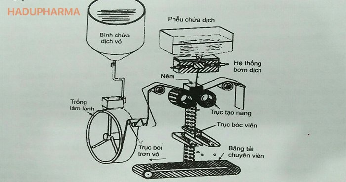 Gia công viên nang mềm