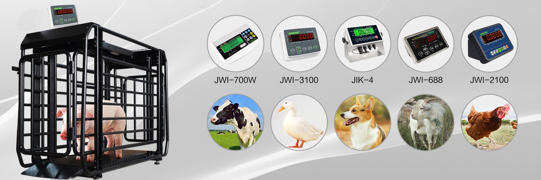 Cân động vật - Cân heo (lợn), bò, gà, vịt, dê...vv