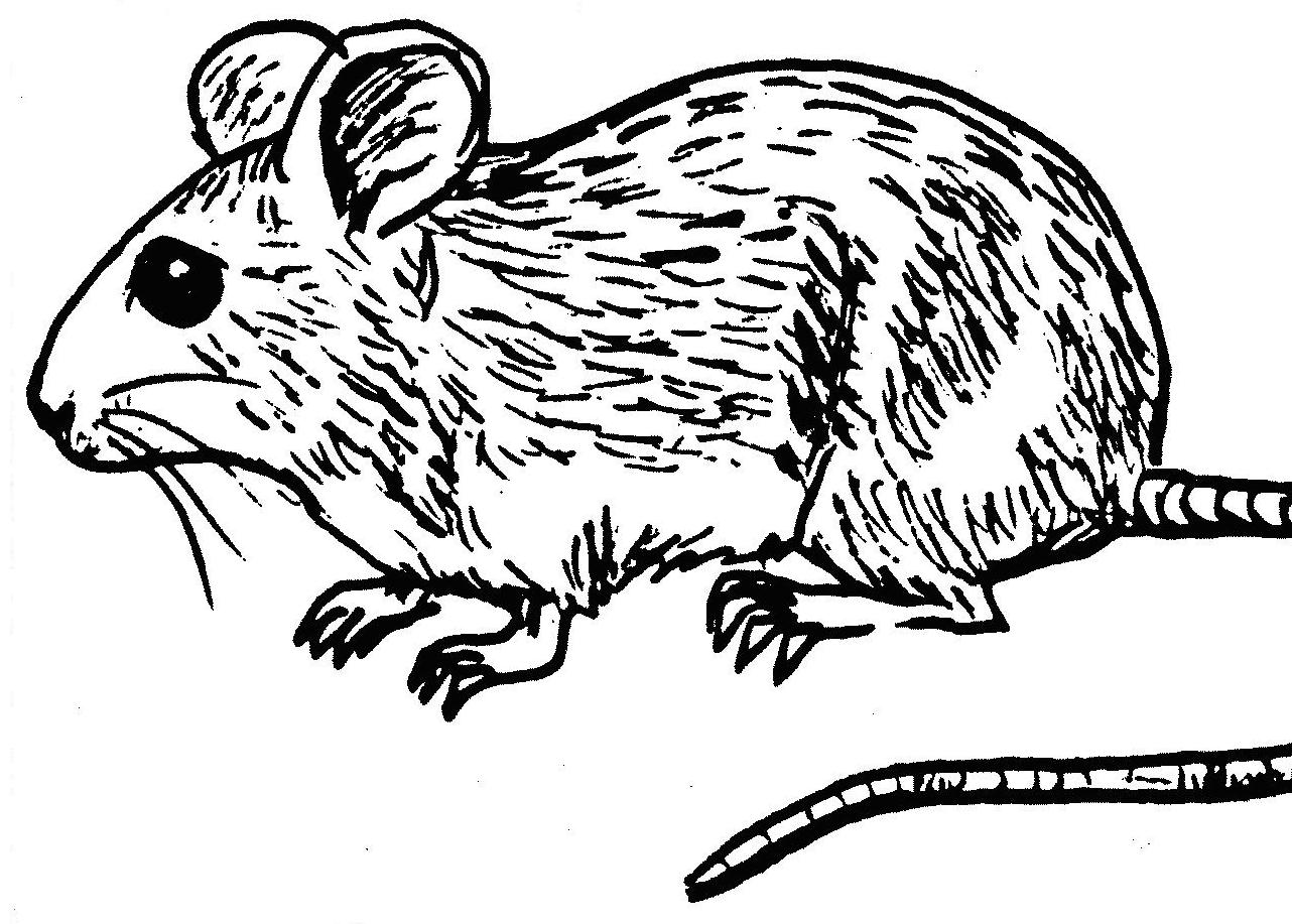 Đuổi chuột ra khỏi nhà không có gì dễ hơn