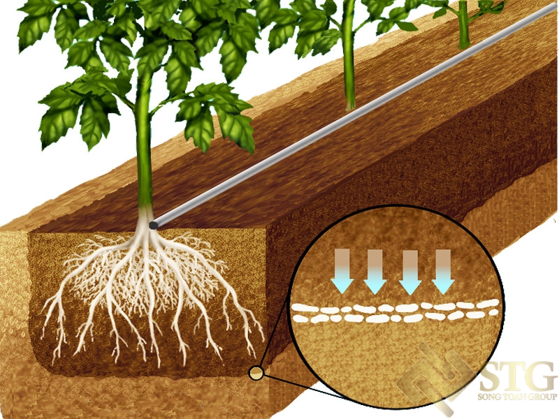 Hướng Dẫn Lắp Đặt Hệ Thống Tưới Nhỏ Giọt Tại Nhà