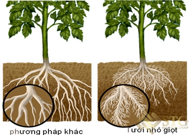 huong-dan-lap-dat-he-thong-tuoi-nho-giot-tai-nha-1 Hướng Dẫn Lắp Đặt Hệ Thống Tưới Nhỏ Giọt Tại Nhà