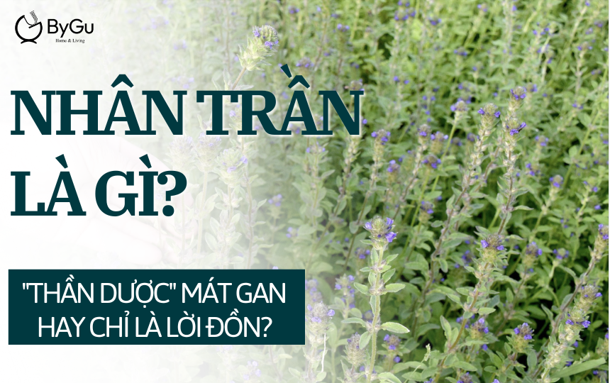 Nhân Trần Là Gì? 