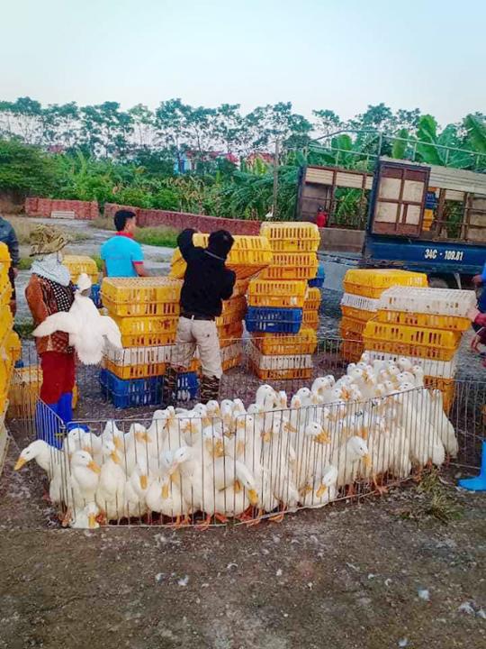GIÁ SẢN PHẨM CHĂN NUÔI NGÀY 21/4/2020: Vịt thịt dễ bán, gà bay được giá