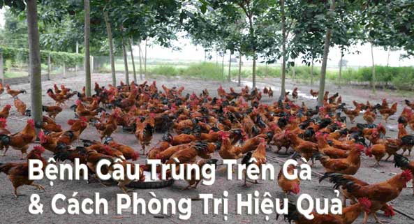 Cách Phòng Trị Bệnh Cầu Trùng Trên Gà Hiệu Quả