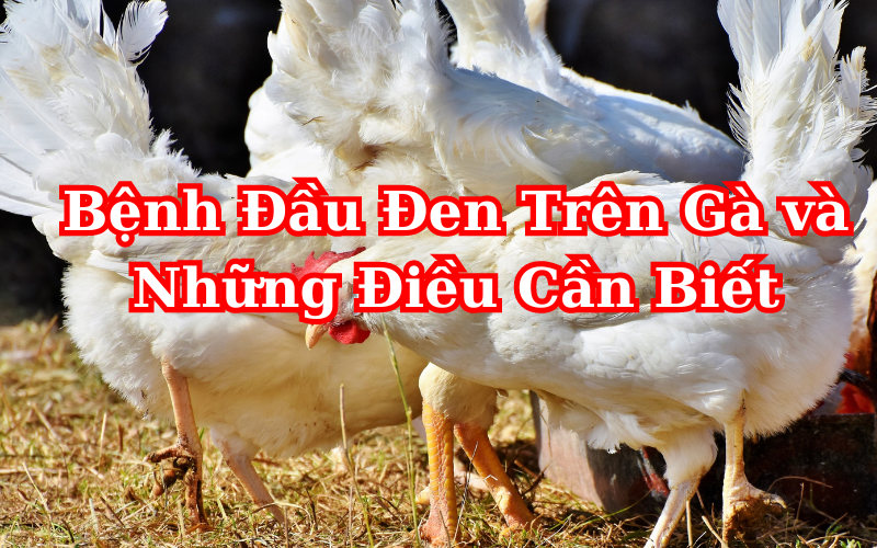 Bệnh đầu đen trên gà: Cách nhận biết và điều trị