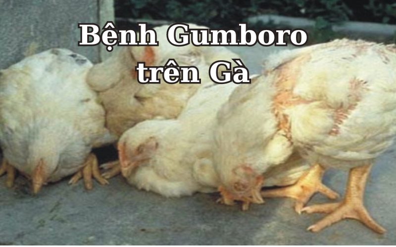 Bệnh Gumboro: Nguyên Nhân, Triệu Chứng và Cách Điều Trị