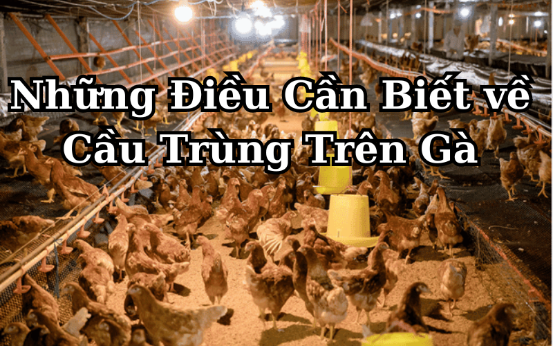 Cầu trùng gà: Nguyên nhân, triệu chứng và cách phòng ngừa