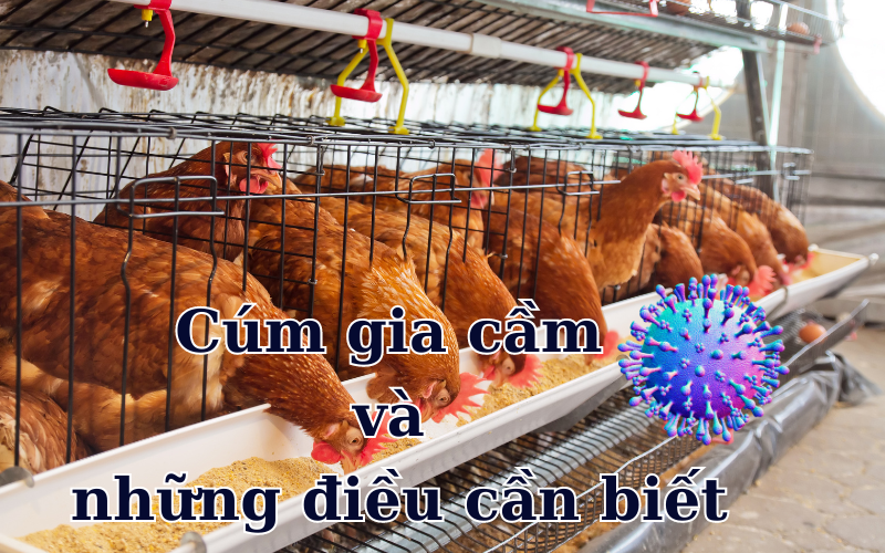 Cúm Gia Cầm và Những Điều Người Chăn Nuôi Cần Biết