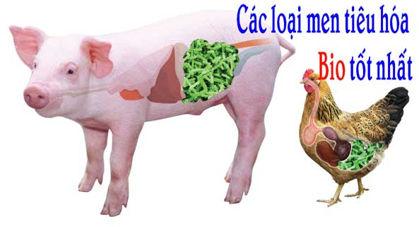 Top 4 loại men tiêu hóa Bio tốt nhất Top 4 loại men tiêu hóa Bio tốt nhất