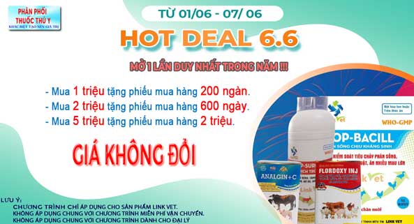 Chương trình Hot Deal 6 tháng 6