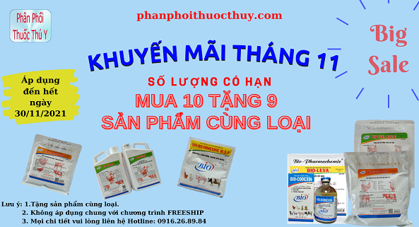 Chương trình khuyến mãi tháng 11