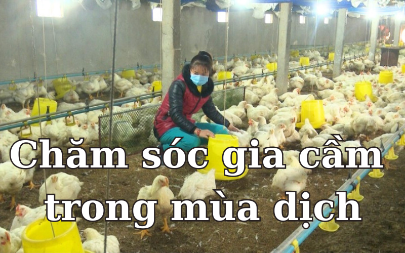 Kỹ Thuật Chăm Sóc và Phòng Bệnh cho Đàn Gia Cầm Trong Mùa Dịch