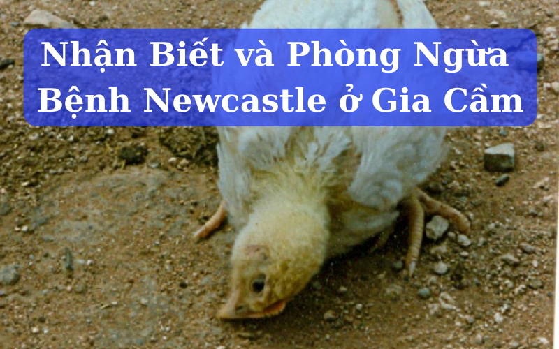 Bệnh Newcastle ở Gia Cầm Nhận Biết và Phòng Ngừa