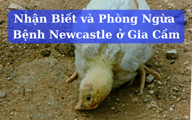 Bệnh Newcastle ở Gia Cầm Nhận Biết và Phòng Ngừa Bệnh Newcastle ở Gia Cầm Nhận Biết và Phòng Ngừa