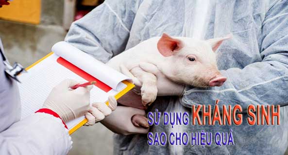 Cách sử dụng kháng sinh hiệu quả trong thú y