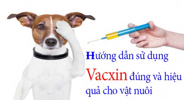 Hướng dẫn sử dụng Vắc xin đúng cách và hiệu quả nhất cho vật nuôi