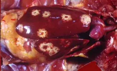 benh dau den tren ga 02