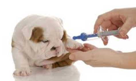 tiêm vắc xin cho chó