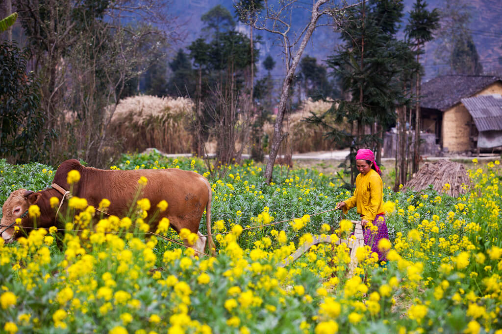 Du lịch Hà Giang tháng 12 – Mùa đông đẹp nhất trên miền đá và điểm dừng chân lý tưởng tại H’Mong Village