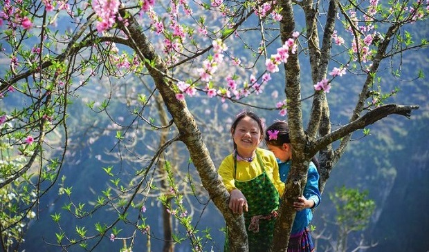Tết âm 2026 du lịch Hà Giang – săn hoa đào vùng cao cùng H’Mong Village