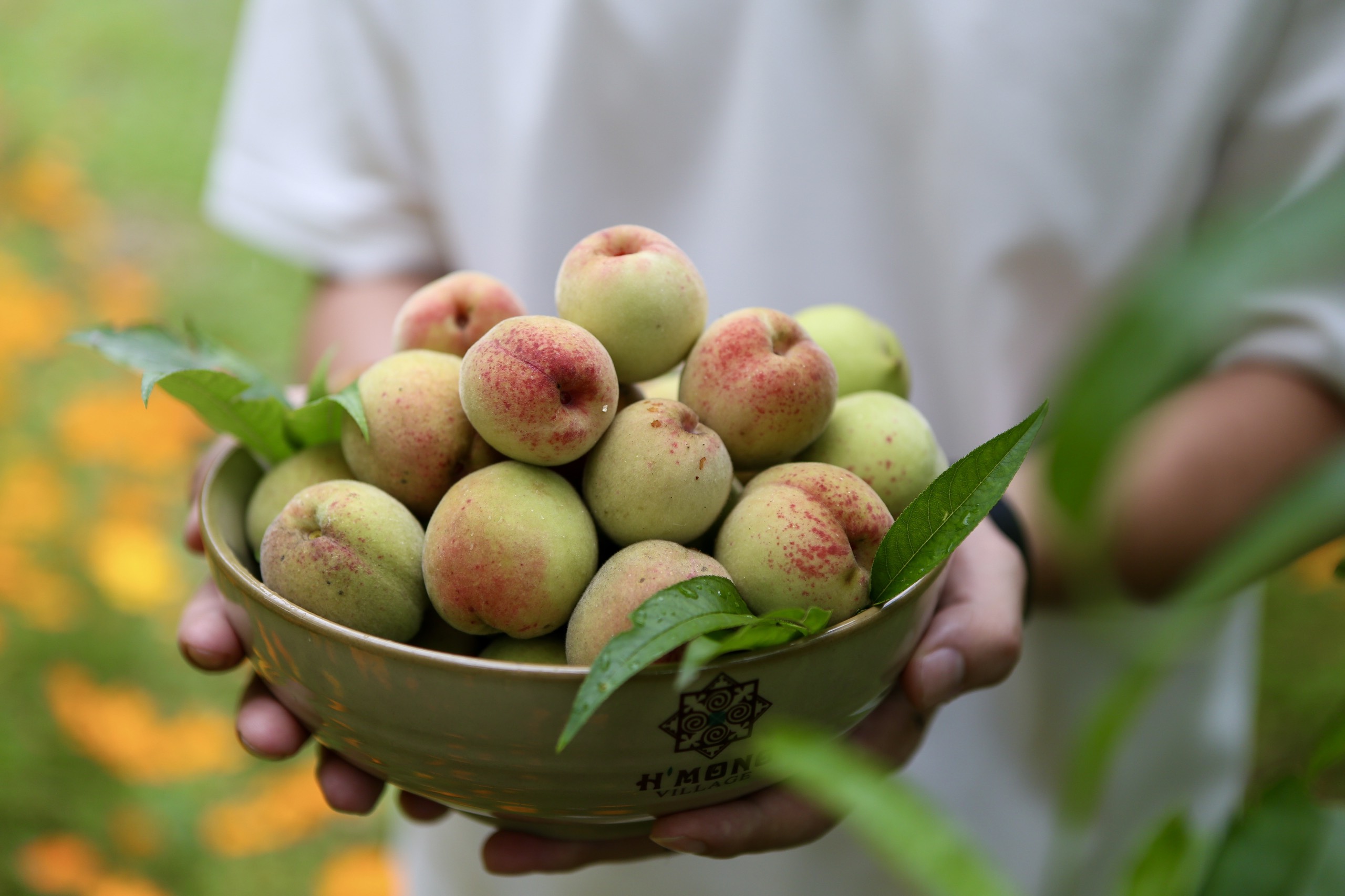 Mê mẩn mùa Đào chín trên bản làng Mông