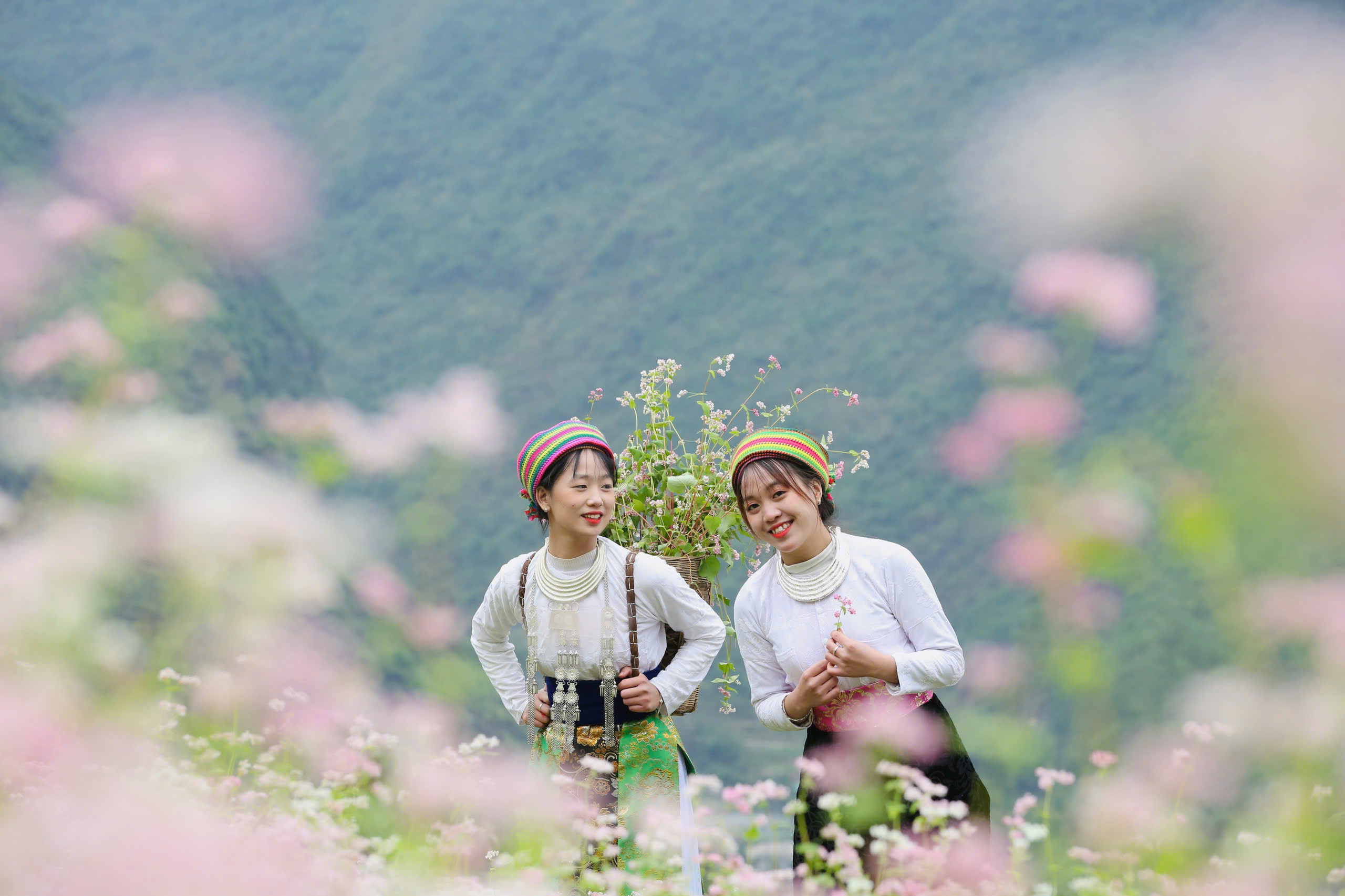 Chuyện về loài hoa Tam Giác Mạch Hà Giang...