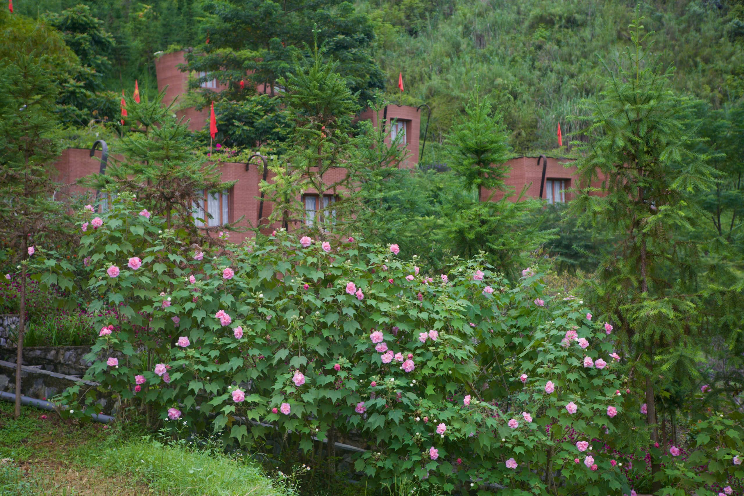 Mùa hoa Phù Dung ở H’mong Village – Vẻ đẹp mong manh giữa núi rừng Hà Giang