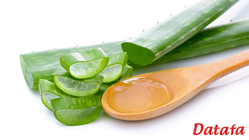 Nước Yến Sào Nha Đam DATAFA được chứng nhận an toàn về tiêu chuẩn về chất lượng, tiêu chuẩn về hệ thống quản lý tiên tiến về môi trường: ISO, HACCP và HALAL