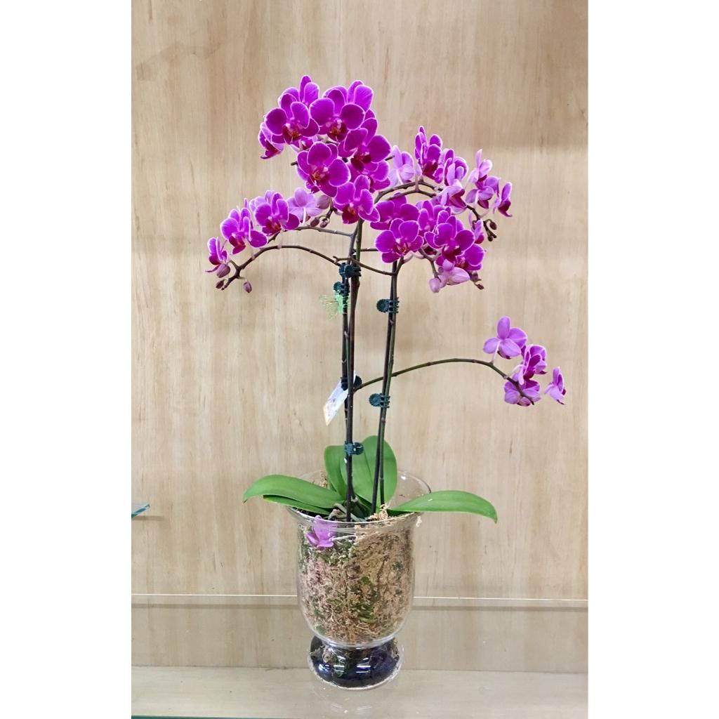 Large orchid double stems Port Melbourne Flowers