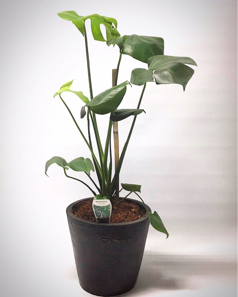 MD-Plant-Monstera