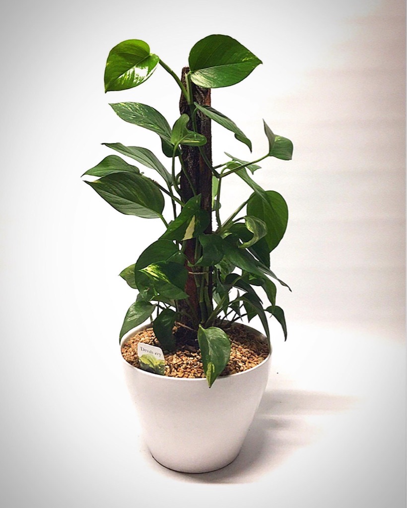 MD-Plant-Devil-Ivy 2