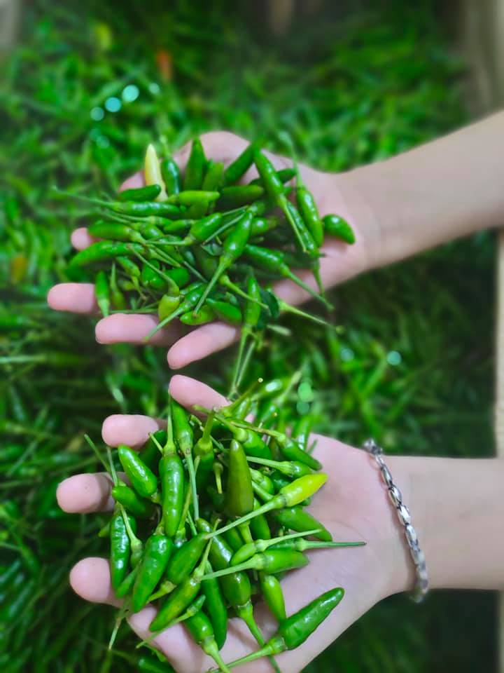 Ớt Xiêm Xanh Cay