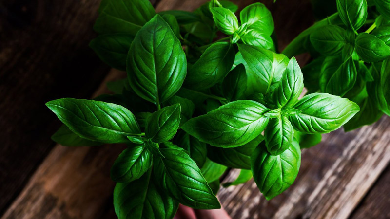 Húng tây ( Basil )