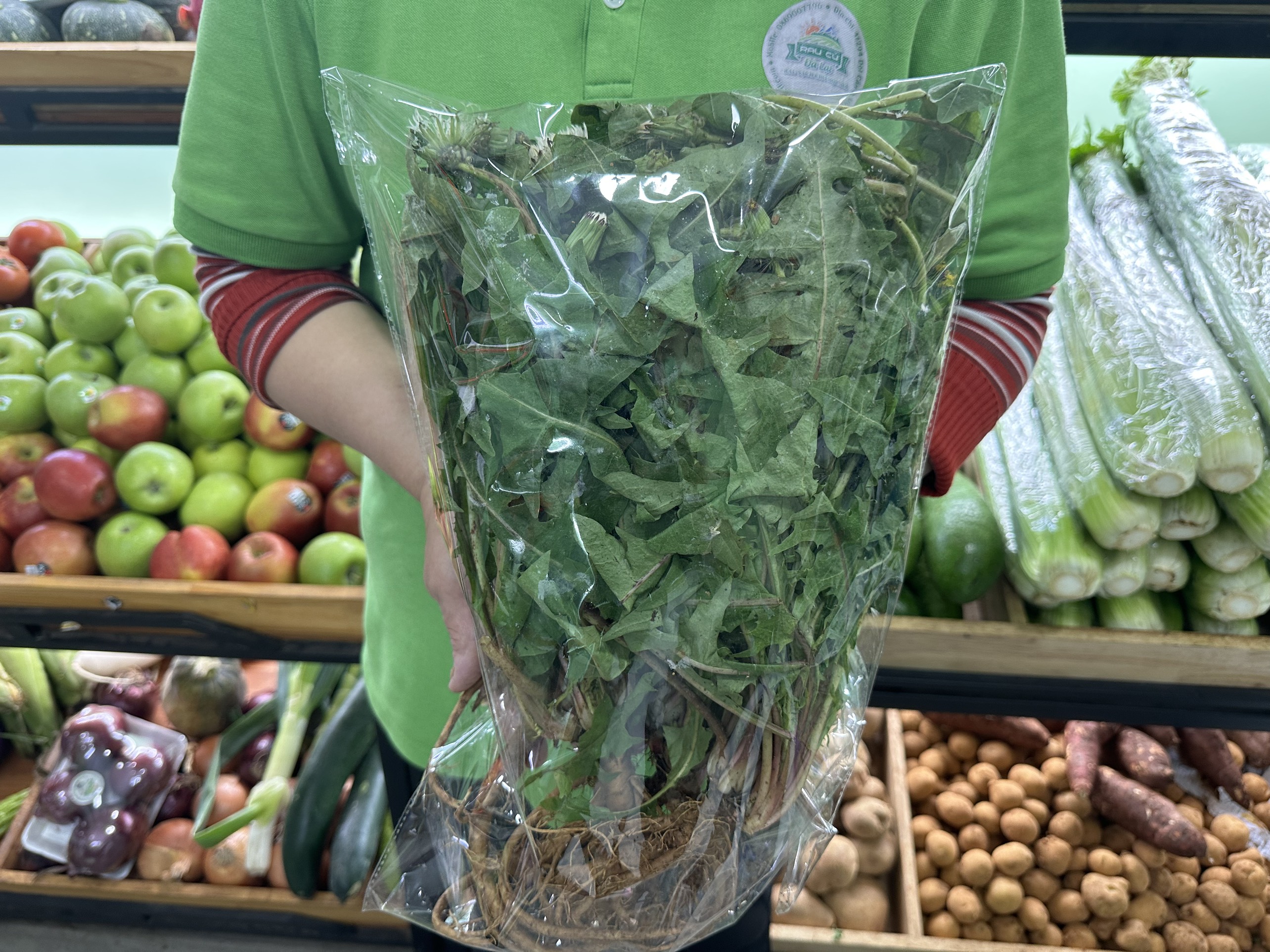 Bồ công anh ( Thân xanh , rễ , hoa vàng )