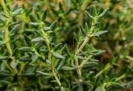 Lá Xạ Hương (Thym)