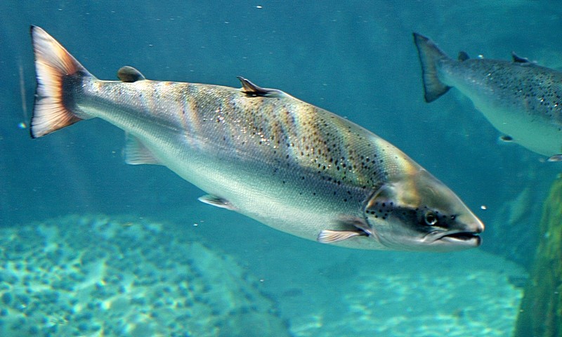 Cá hồi Nauy Organic được nuôi trồng đảm bảo theo tiêu chuẩn Organic