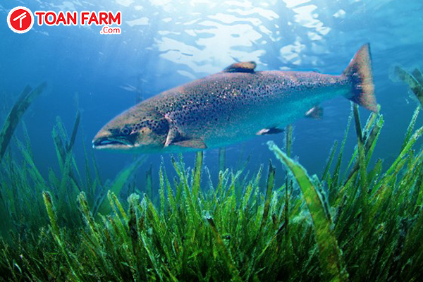Cá hồi Nauy sống trong môi trường tự nhiên