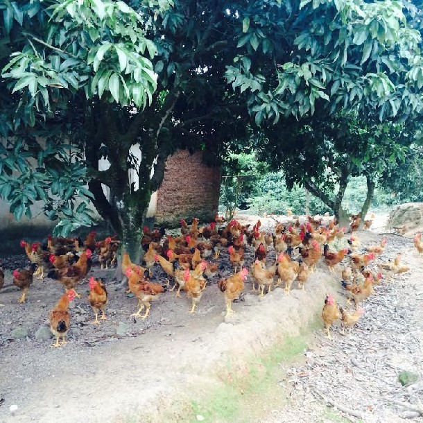 Lưu ý khi mua gà sạch
