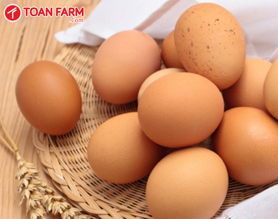 Trứng gà sạch là sản phẩm được thị trường thực phẩm Đà Nẵng rất ưa chuộng