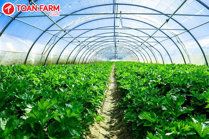 Nam Định Trồng rau sạch xanh mướt trong nhà lưới vườn đã đẹp bán lại đắt  hàng