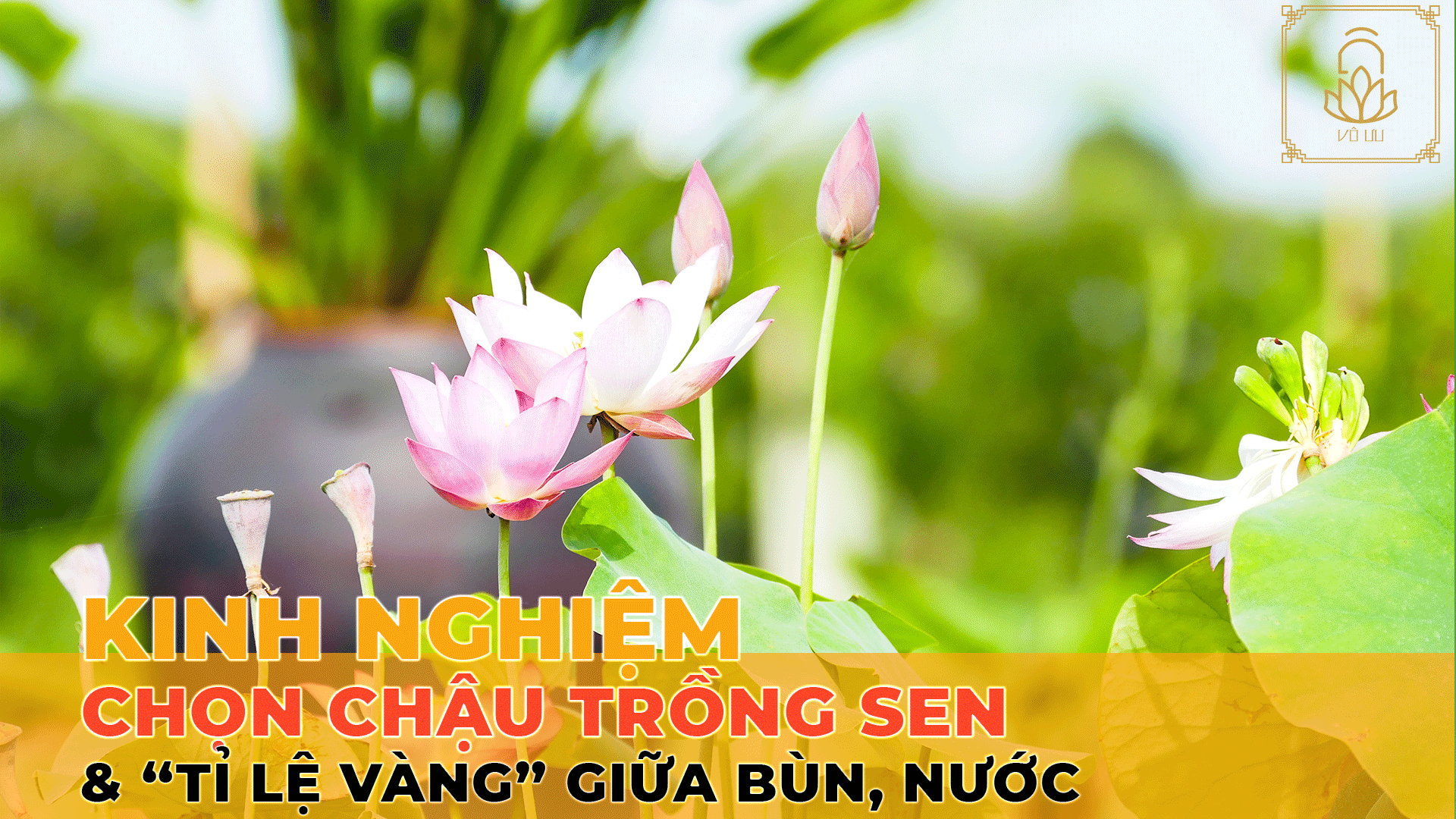 Kinh nghiệm chọn chậu trồng sen và tỉ lệ vàng giữa bùn với nước