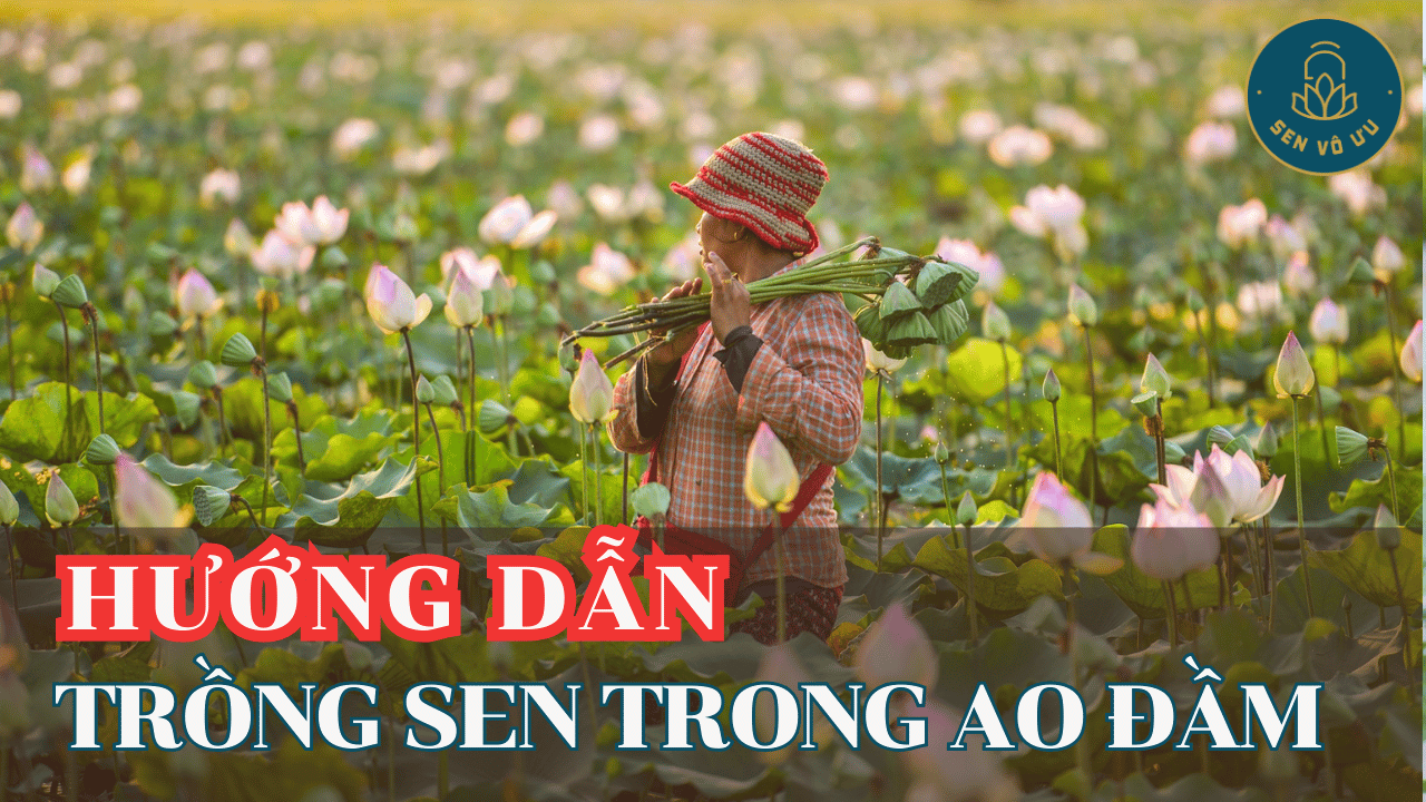 Hướng dẫn trồng sen trong ao đầm với 5 bước đơn giản | Sen Vô Ưu