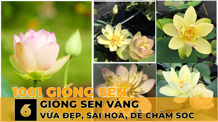 Top 6 giống sen vàng siêng hoa, dễ chăm sóc